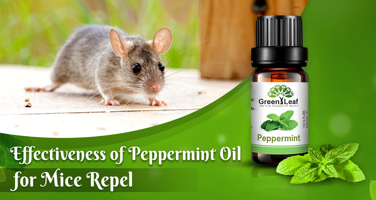 Natural Mice Repellents, Blog